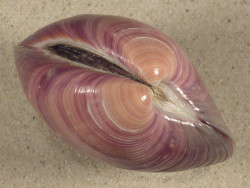 Eucallista purpurata BR 7,8cm *Unikat*