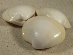 Eucallista purpurata *Albino* BR 5+cm