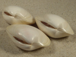 Eucallista purpurata *Albino* BR 5+cm