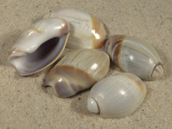 Olivancillaria auricularia BR 3+cm