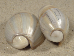 Olivancillaria auricularia BR 4,5+cm