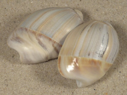 Olivancillaria auricularia BR 4,5+cm