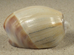 Olivancillaria auricularia BR 5,6cm *Unikat*