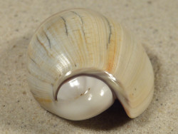 Olivancillaria auricularia BR 5,6cm *Unikat*