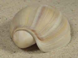 Olivancillaria auricularia BR 5,2cm *Unikat*