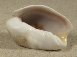 Olivancillaria auricularia BR 5,2cm *Unikat*