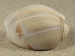 Olivancillaria auricularia BR 5,2cm *Unikat*