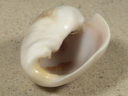 Olivancillaria auricularia BR 5,2cm *Unikat*