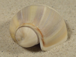 Olivancillaria auricularia BR 5,8cm *Unikat*