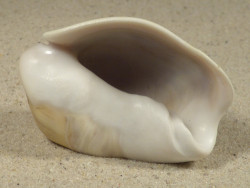 Olivancillaria auricularia BR 5,8cm *Unikat*