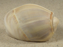 Olivancillaria auricularia BR 5,8cm *Unikat*