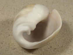 Olivancillaria auricularia BR 5,8cm *Unikat*