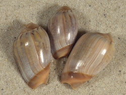 Olivancillaria urceus BR 2,5+cm
