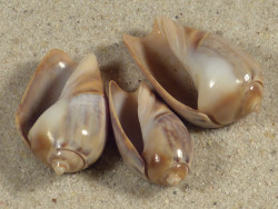 Olivancillaria urceus BR 2,5+cm