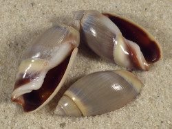 Olivancillaria contortuplicata BR 2+cm