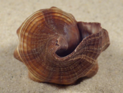 Pugilina tupiniquim BR 8,1cm *Unikat*