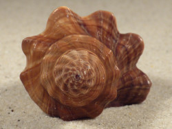 Pugilina tupiniquim BR 8,1cm *Unikat*