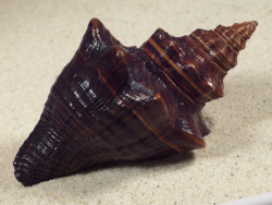 Pugilina tupiniquim BR 8,8cm *Unikat*