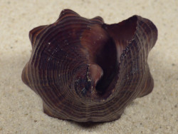 Pugilina tupiniquim BR 8,8cm *Unikat*