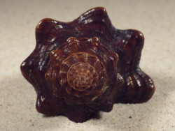 Pugilina tupiniquim BR 8,8cm *Unikat*