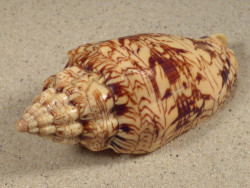 Voluta ebraea BR 10cm *Unikat*