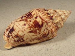 Voluta ebraea BR 10cm *Unikat*