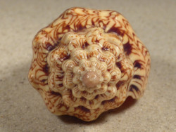 Voluta ebraea BR 10cm *Unikat*