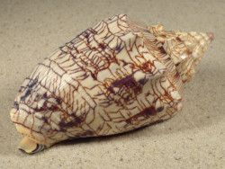 Voluta ebraea BR 10,5cm *Unikat*