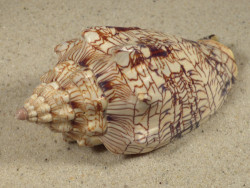 Voluta ebraea BR 10,5cm *Unikat*