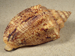 Voluta ebraea BR 10,3cm *Unikat*
