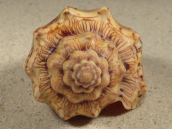 Voluta ebraea BR 10,3cm *Unikat*