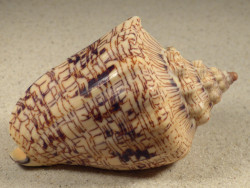 Voluta ebraea BR 10,2cm *Unikat*
