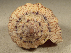 Voluta ebraea BR 10,2cm *Unikat*