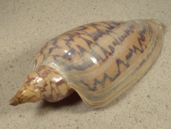 Zidona dufresnii BR 14,8cm *Unikat*