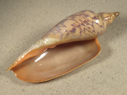 Zidona dufresnii BR 14,8cm *Unikat*