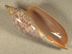 Zidona dufresnii BR 14,8cm *Unikat*