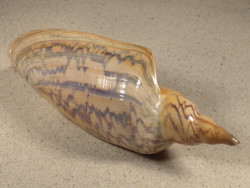 Zidona dufresnii BR 15,7cm *Unikat*