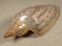 Zidona dufresnii BR 15,7cm *Unikat*