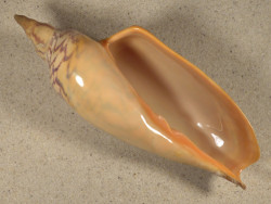 Zidona dufresnii BR 15,7cm *Unikat*
