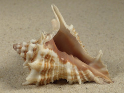 Vasum cassiforme BR 5,7cm *Unikat*