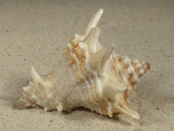 Vasum cassiforme BR 5,7cm *Unikat*