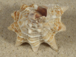 Vasum cassiforme BR 5,7cm *Unikat*