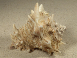 Vasum cassiforme BR 7,8cm *unique*