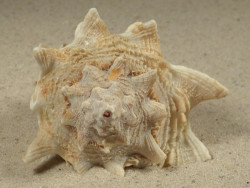 Vasum cassiforme BR 7,8cm *unique*