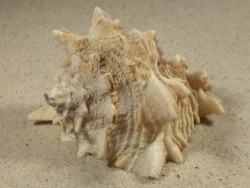 Vasum cassiforme BR 7,8cm *unique*