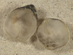 Gryphus vitreus GR 2,7+cm