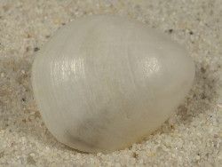 Gryphus vitreus GR 2,7+cm