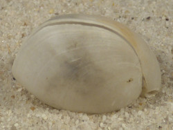 Gryphus vitreus GR 2,7+cm