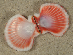 Annachlamys reevei JP 4,1cm *unique*