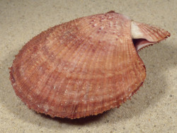 Chlamys farreri JP 8,2cm *unique*